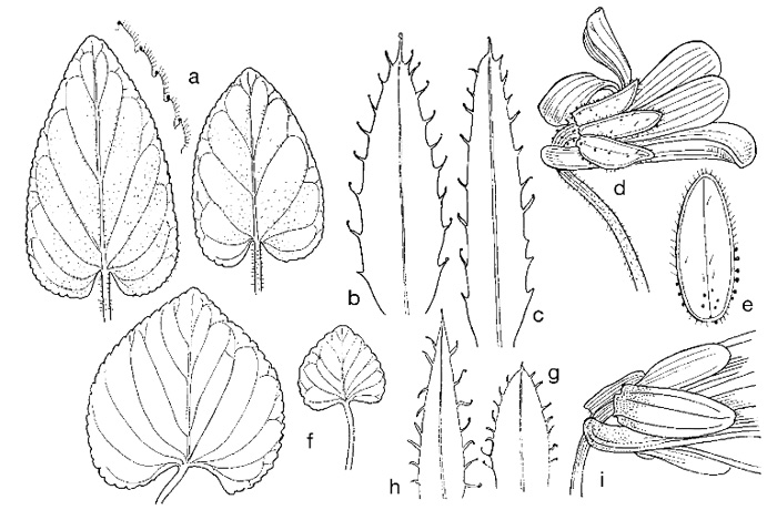 Viola hirta